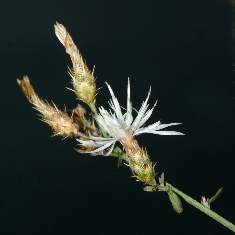 Image of Centaurea diffusa specimen.