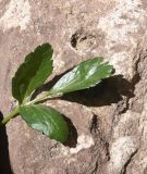 View full-size image familia Apiaceae
