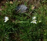 View full-size image genus Ornithogalum