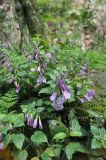 View full-size image Meehania henryi