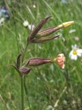 Silene noctiflora. Соцветие с отцветающими цветками. Горный Крым, Ай-Петринская яйла. 29 июня 2011 г.