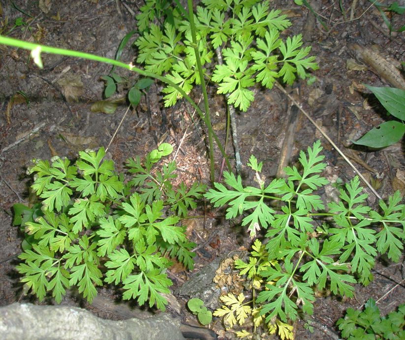 Image of Physospermum cornubiense specimen.