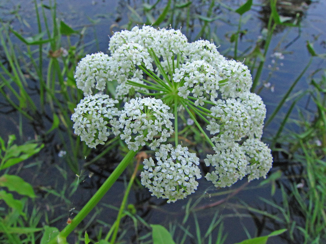 Изображение особи Sium latifolium.