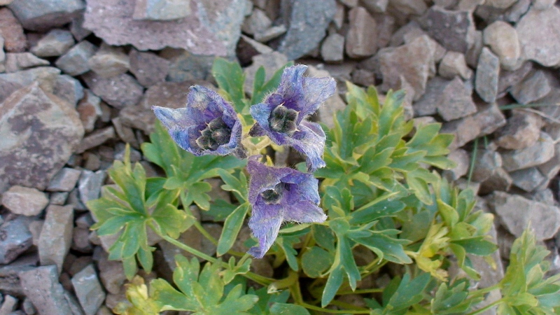 Изображение особи Delphinium foetidum.