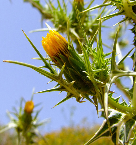 Image of Scolymus maculatus specimen.