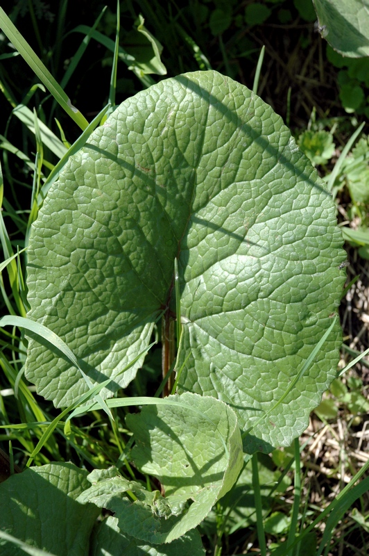 Изображение особи Ligularia thomsonii.