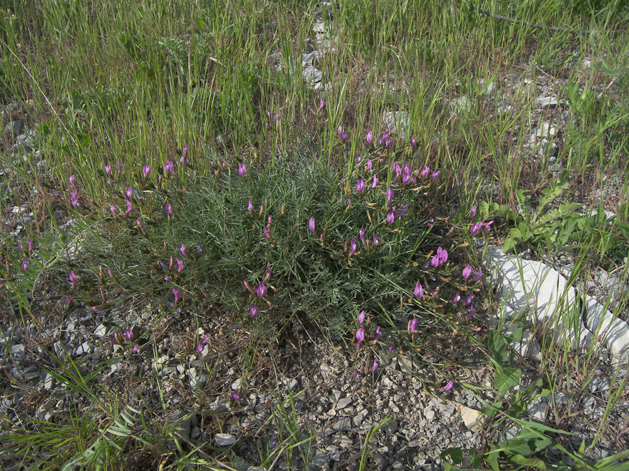 Изображение особи Astragalus subuliformis.