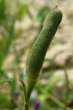 Delphinium hispanicum. Плод. Копетдаг, Чули. Май 2011 г.