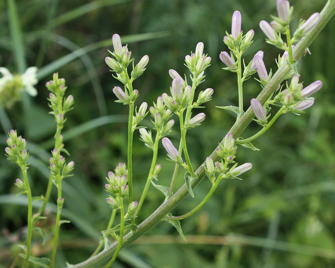 Изображение особи Campanula bononiensis.