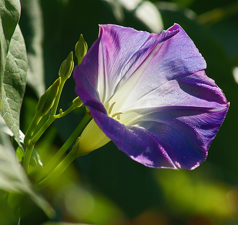 Image of Ipomoea tricolor specimen.