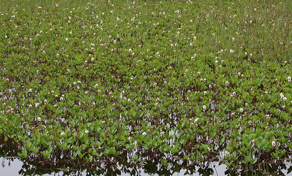 Изображение особи Menyanthes trifoliata.