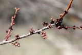 Prunus cerasifera. Часть веточки с цветочными почками. Узбекистан, г. Ташкент, Ботанический сад им. Ф.Н. Русанова. 22.03.2012.