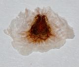 Jacaranda mimosifolia. Семя с крыловидным придатком. Израиль, Шарон, г. Герцлия, в культуре. 21.04.2012.