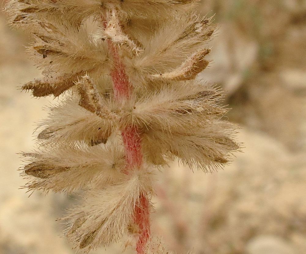 Image of Forsskaolea tenacissima specimen.