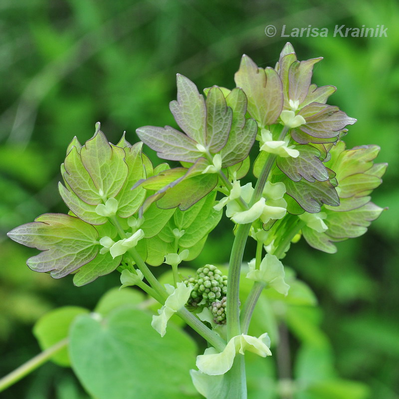 Image of Thalictrum contortum specimen.