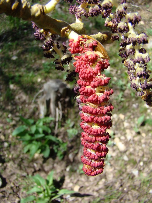 Image of Populus talassica specimen.