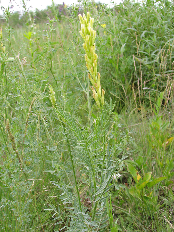 Image of Astragalus asper specimen.