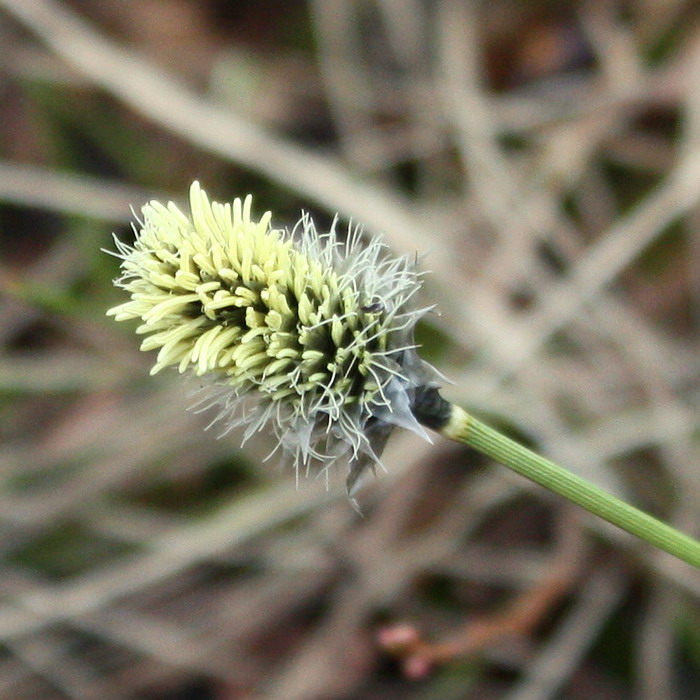 Изображение особи Eriophorum vaginatum.