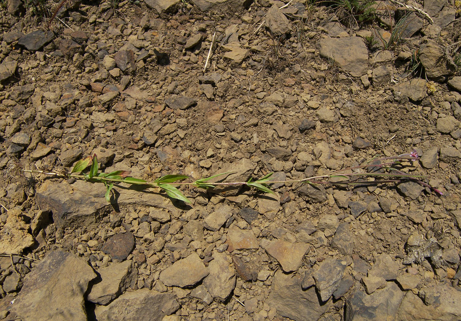 Image of Epilobium palustre specimen.