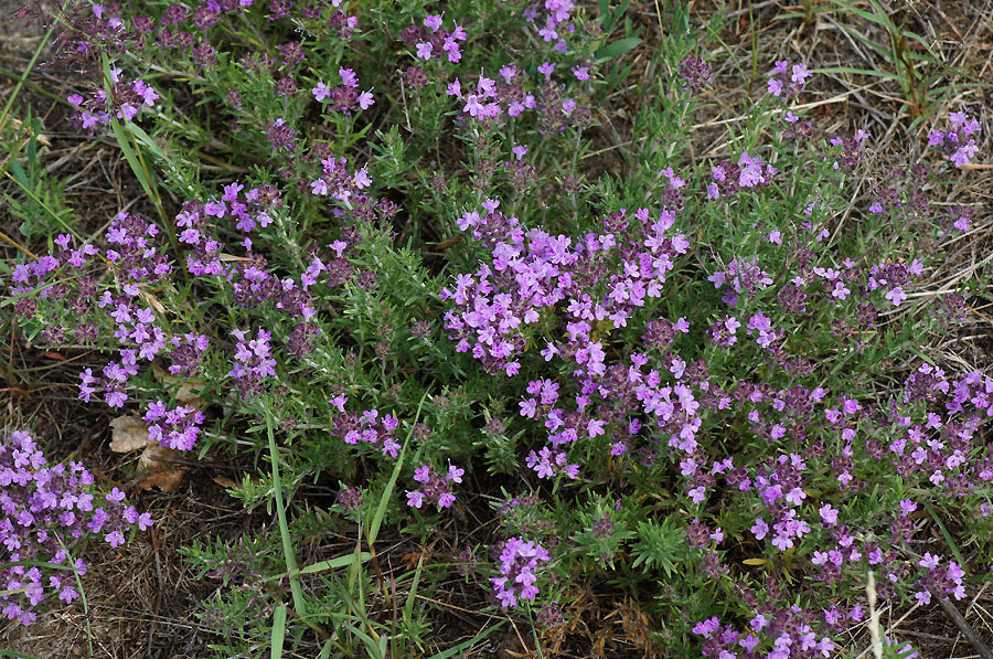 Image of Thymus pallasianus specimen.