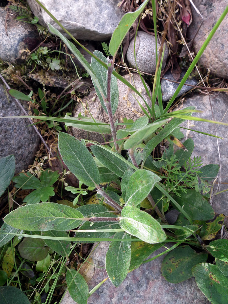 Image of Salix arctica specimen.