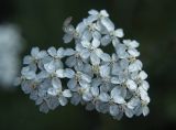 genus Achillea. Верхушка соцветия. Владивосток, Ботанический сад-институт ДВО РАН. 6 октября 2012 г.