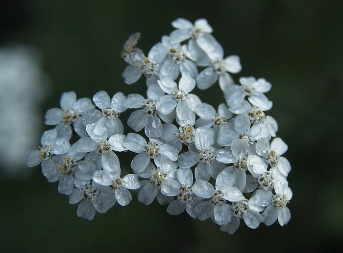 Изображение особи род Achillea.