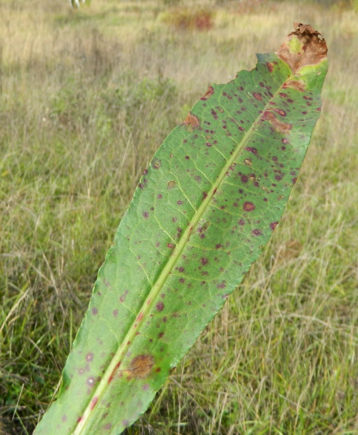 Изображение особи род Rumex.