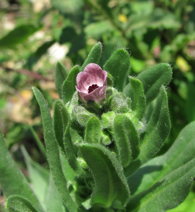 Image of Cynoglossum montanum specimen.