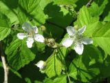 Rubus caesius. Цветки с сидящей личинкой кузнечика. Украина, г. Запорожье, балка между Космическим мкрн. и Опытной станцией. 04.06.2010.