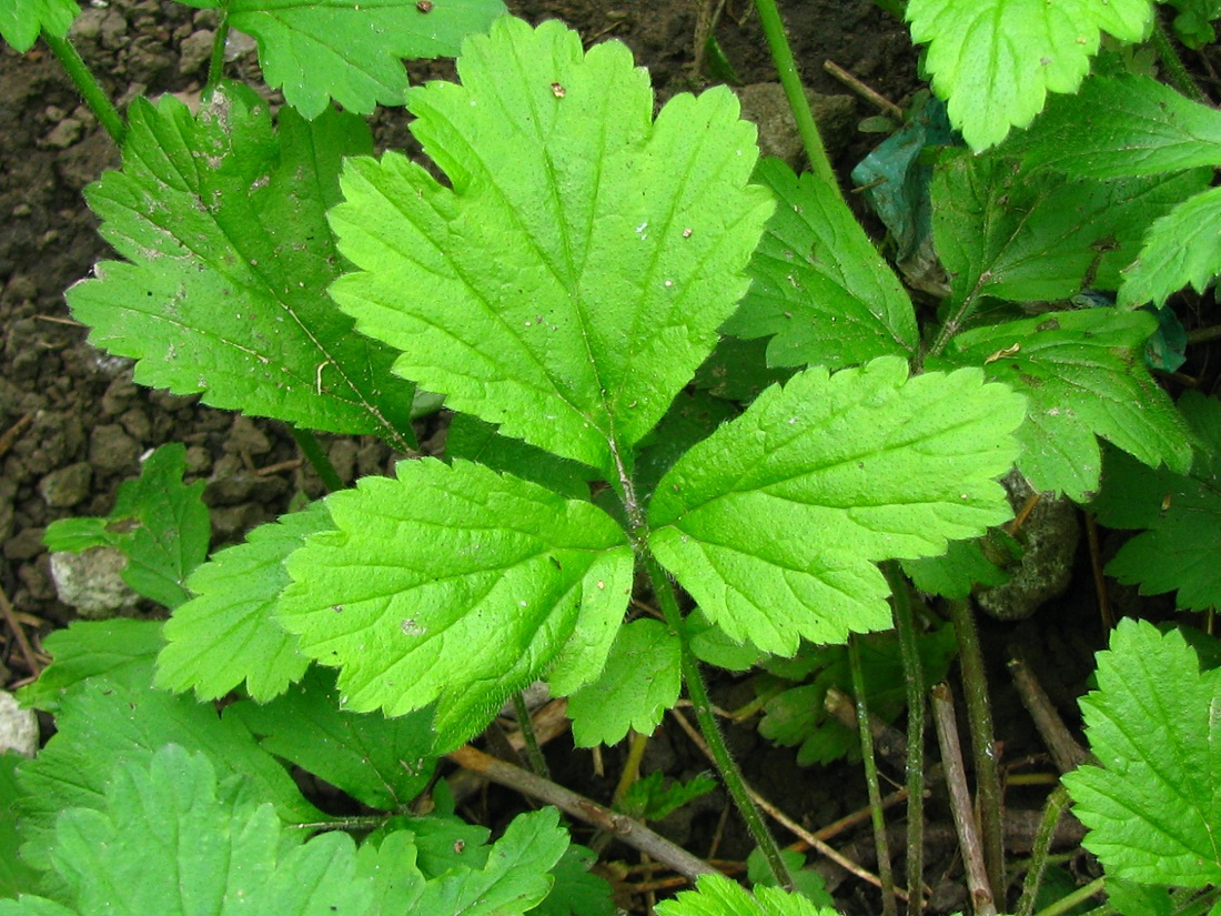 Image of Geum urbanum specimen.