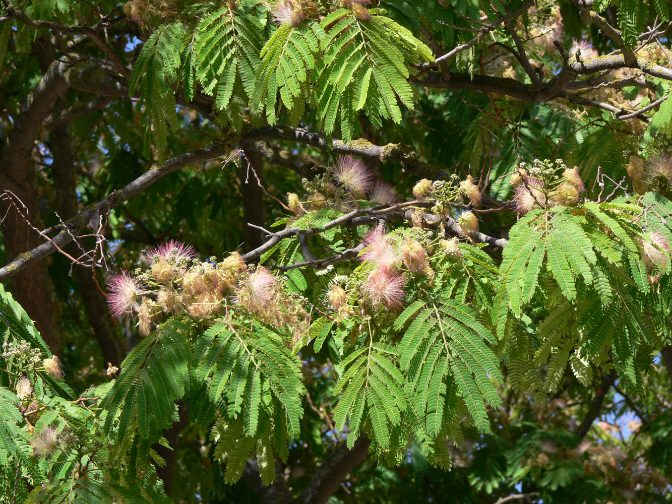 Изображение особи Albizia julibrissin.