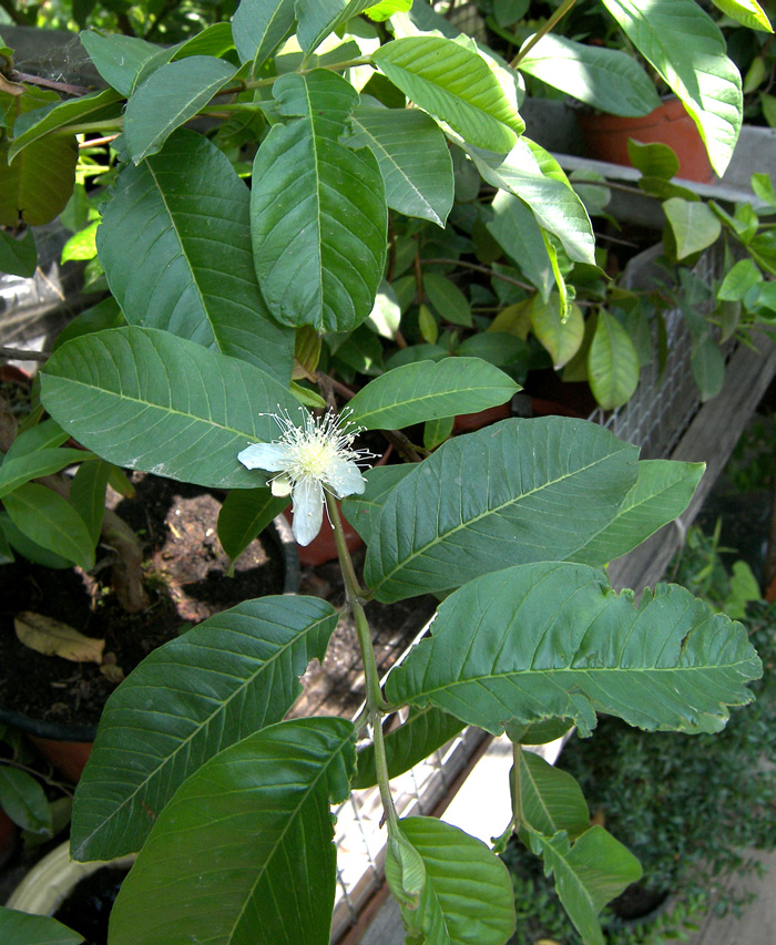 Image of Psidium guajava specimen.