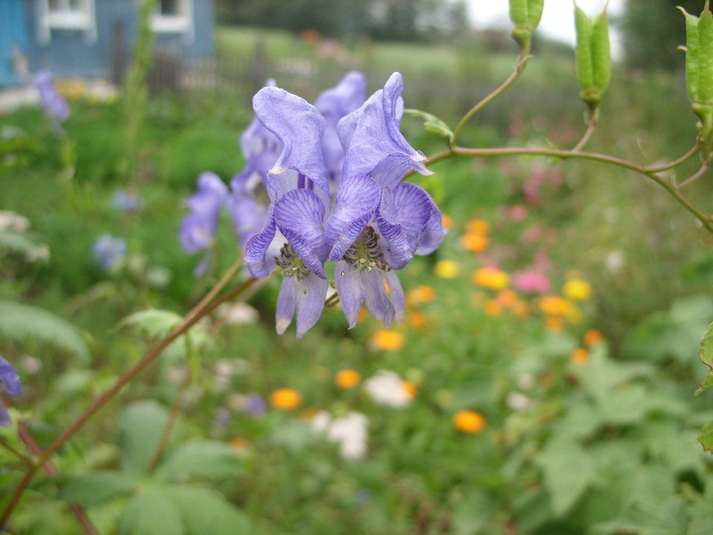 Image of Aconitum sczukinii specimen.