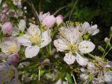 Смотреть изображение Cerasus glandulosa