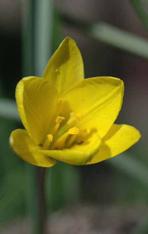 Image of Tulipa uniflora specimen.