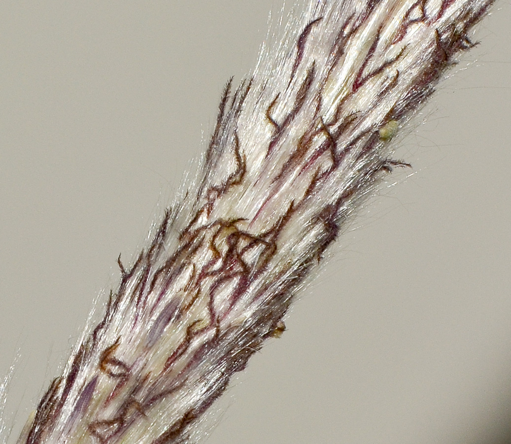 Image of Imperata cylindrica specimen.