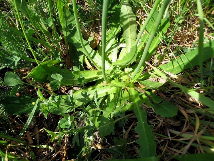 Image of Hypochaeris radicata specimen.