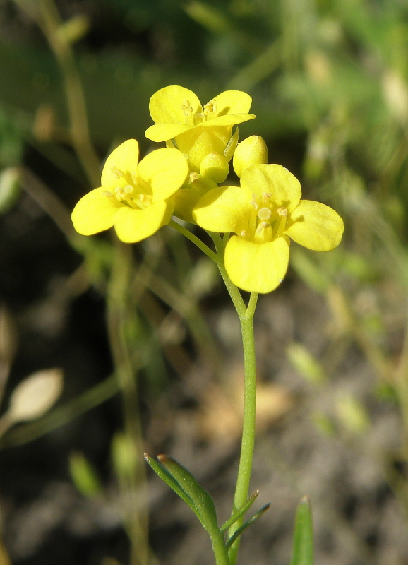 Image of Rorippa wolgensis specimen.