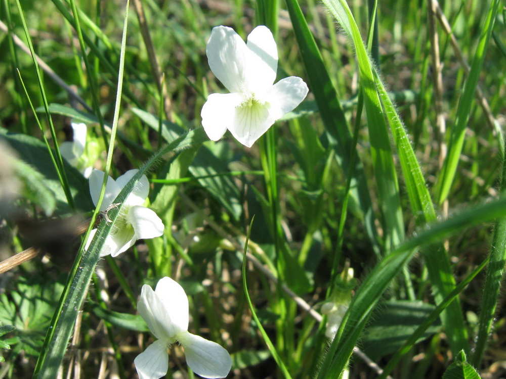 Image of Viola stagnina specimen.