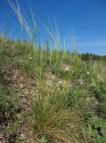 genus Stipa. Цветущее растение. Татарстан, Бавлинский р-н, каменистый склон. 18.05.2013.