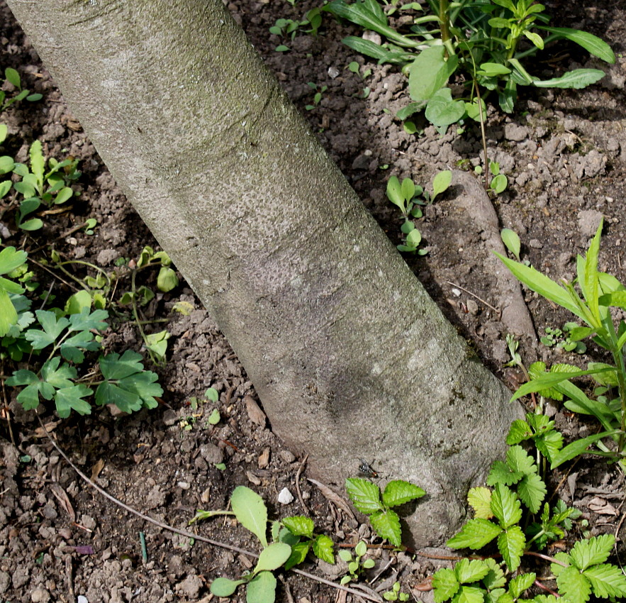 Image of Asimina triloba specimen.