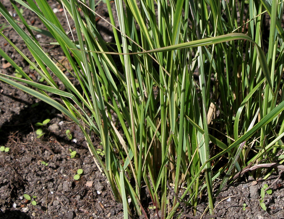 Image of Calamagrostis &times; acutiflora specimen.