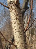 Crataegus sanguinea. Ветвь. Владивосток, Ботанический сад-институт ДВО РАН. 23 марта 2013 г.