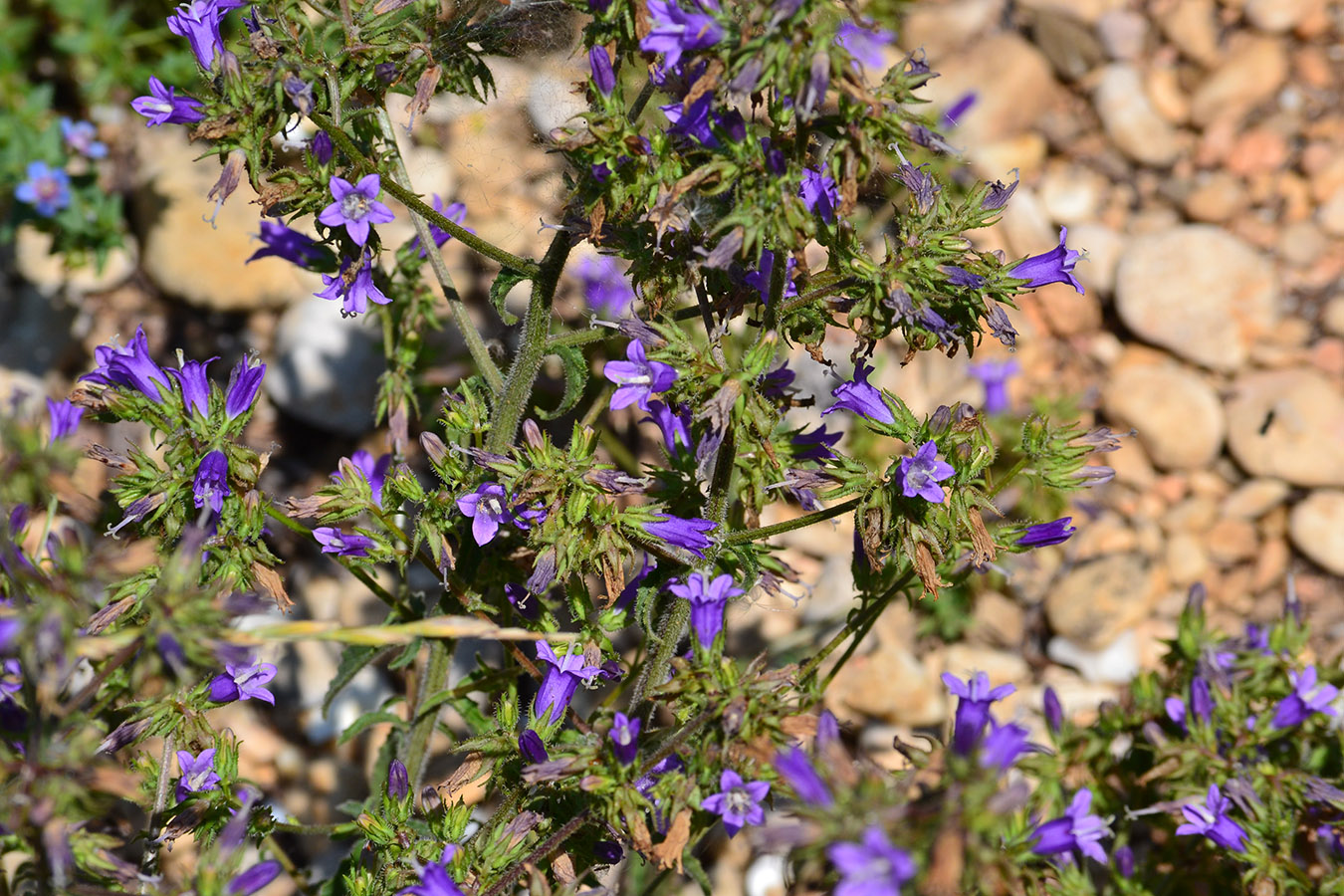 Image of Campanula taurica specimen.