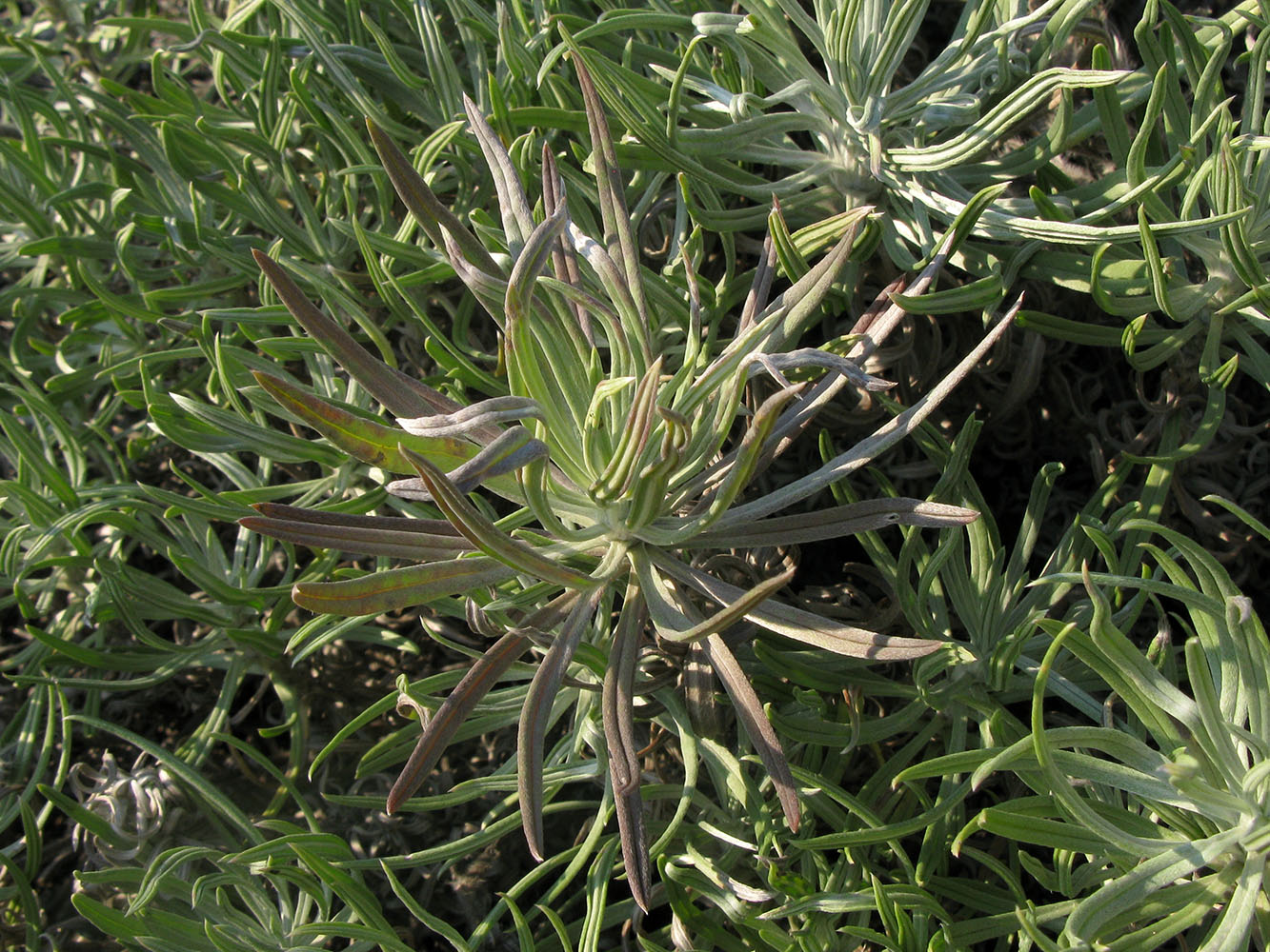 Image of Onosma polyphylla specimen.