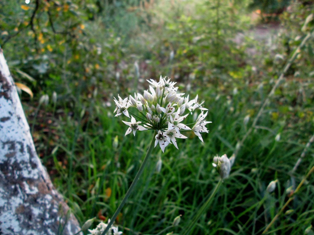 Image of Allium ramosum specimen.