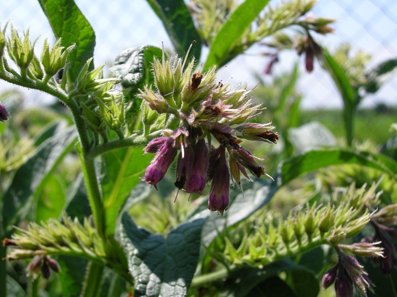 Image of Symphytum officinale specimen.