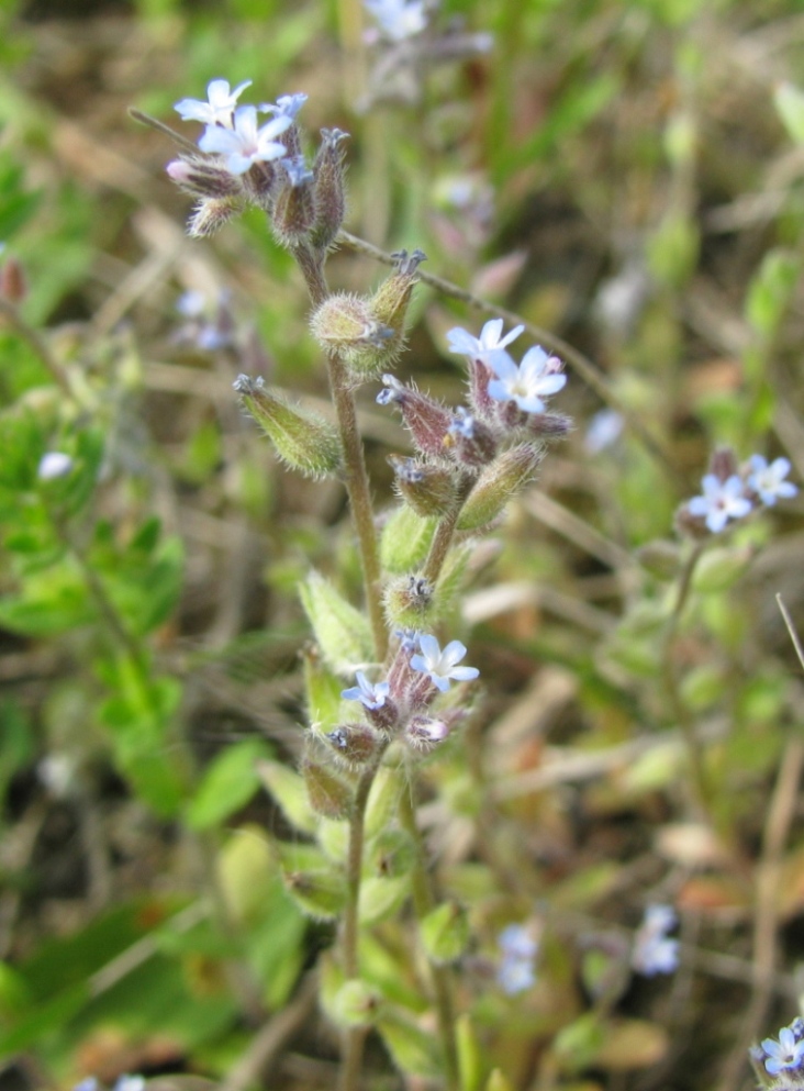 Image of Myosotis micrantha specimen.