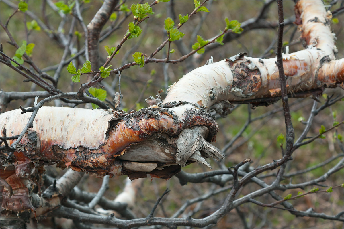 Изображение особи Betula czerepanovii.